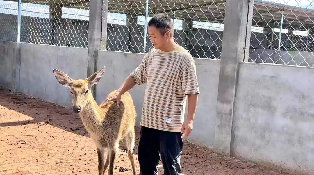 白菜qq免费赞